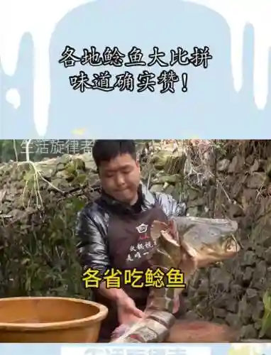 农村鲶鱼阵容插图