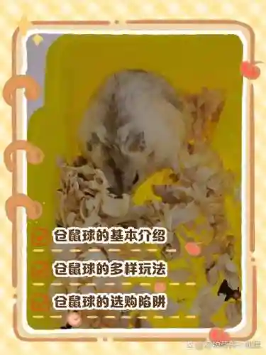 仓鼠星球攻略插图