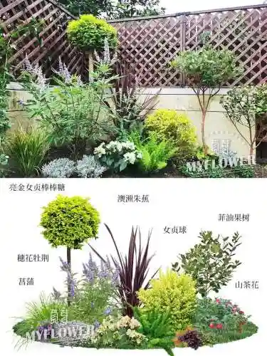 花草卷搭配阵容插图1