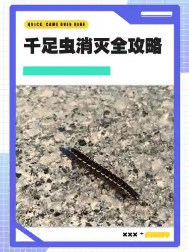 千足虫游戏攻略插图
