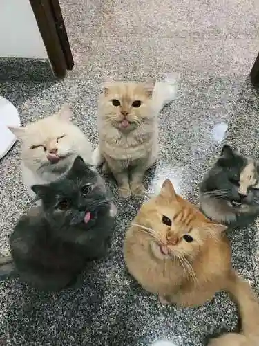 猫猫阵容图片插图1