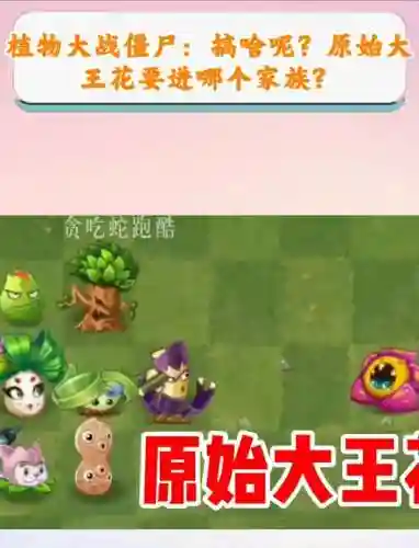 大王花阵容搭配插图
