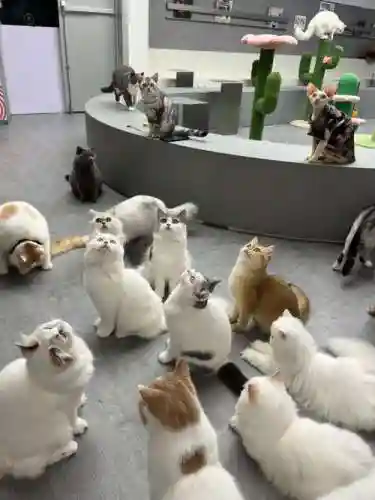 猫猫阵容图片插图
