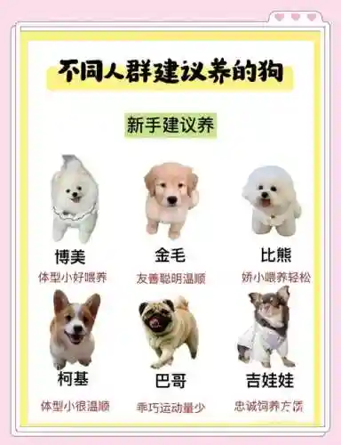 狗狗阵容搭配插图