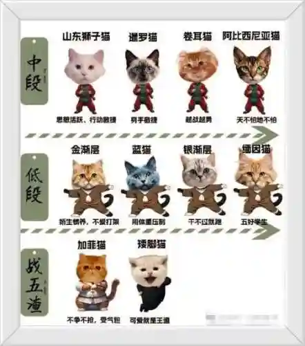 猫族阵容插图1