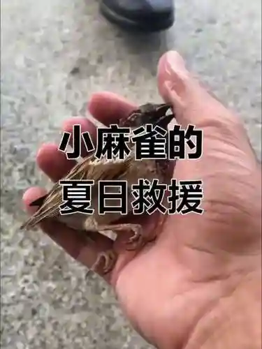 救援受困的麻雀攻略_1插图