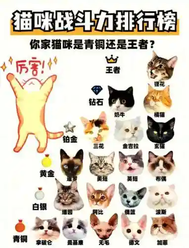 猫咪大战争最强的阵容搭配，猫咪大战争所有猫插图1