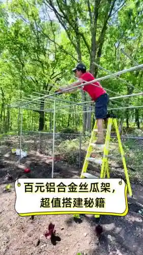 丝瓜适合什么武器，丝瓜需要打架吗插图1