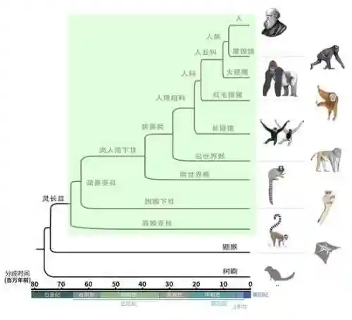 美洲新世界阵容搭配图，美洲新世界阵营选择插图1