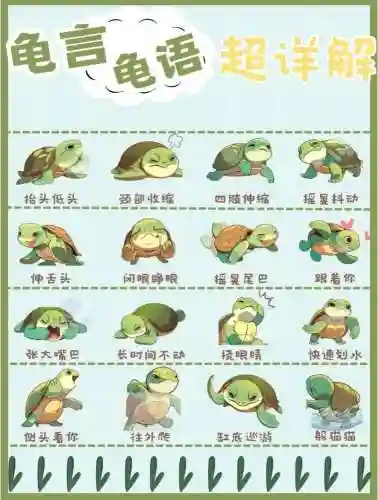 乌龟主加什么技能，乌龟最强插图1