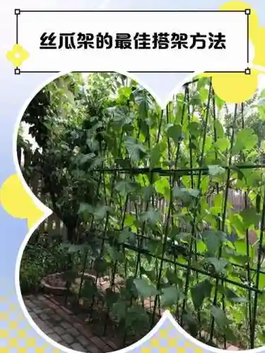 丝瓜适合什么武器，丝瓜需要打架吗插图
