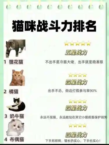 猫咪搭配什么射手阵容，猫的阵容搭配插图