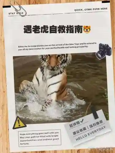 救援受困的小白虎攻略，救出被困的小老虎插图