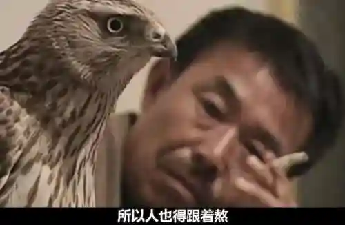 熬鹰阵容搭配，熬鹰战术什么意思插图1