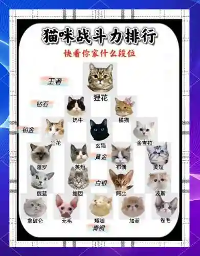 猫咪大战争最强的阵容搭配，猫咪大战争最强组合插图1