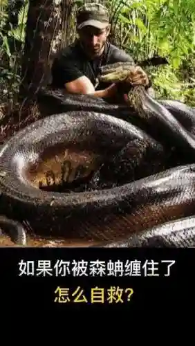 ド淫森攻略，森蚺有啥用插图1