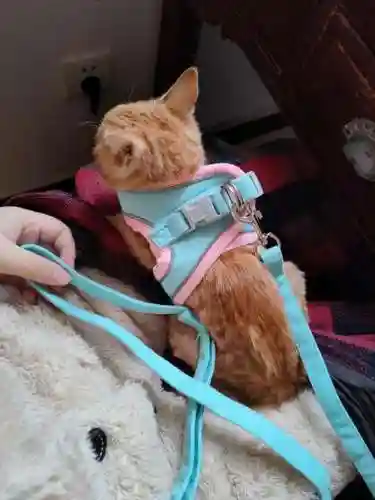带猫出门装备，带猫猫外出要带什么插图