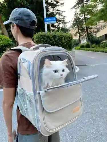 带猫出门装备，带猫猫外出要带什么插图1